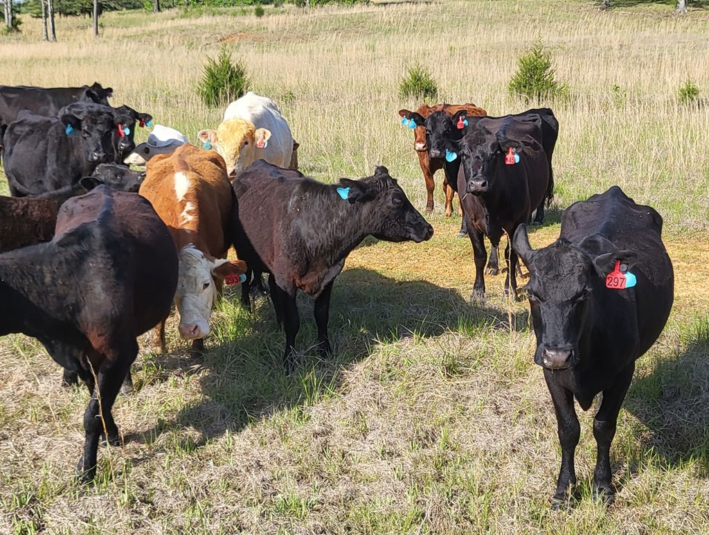 Cattle Range Listing Photo