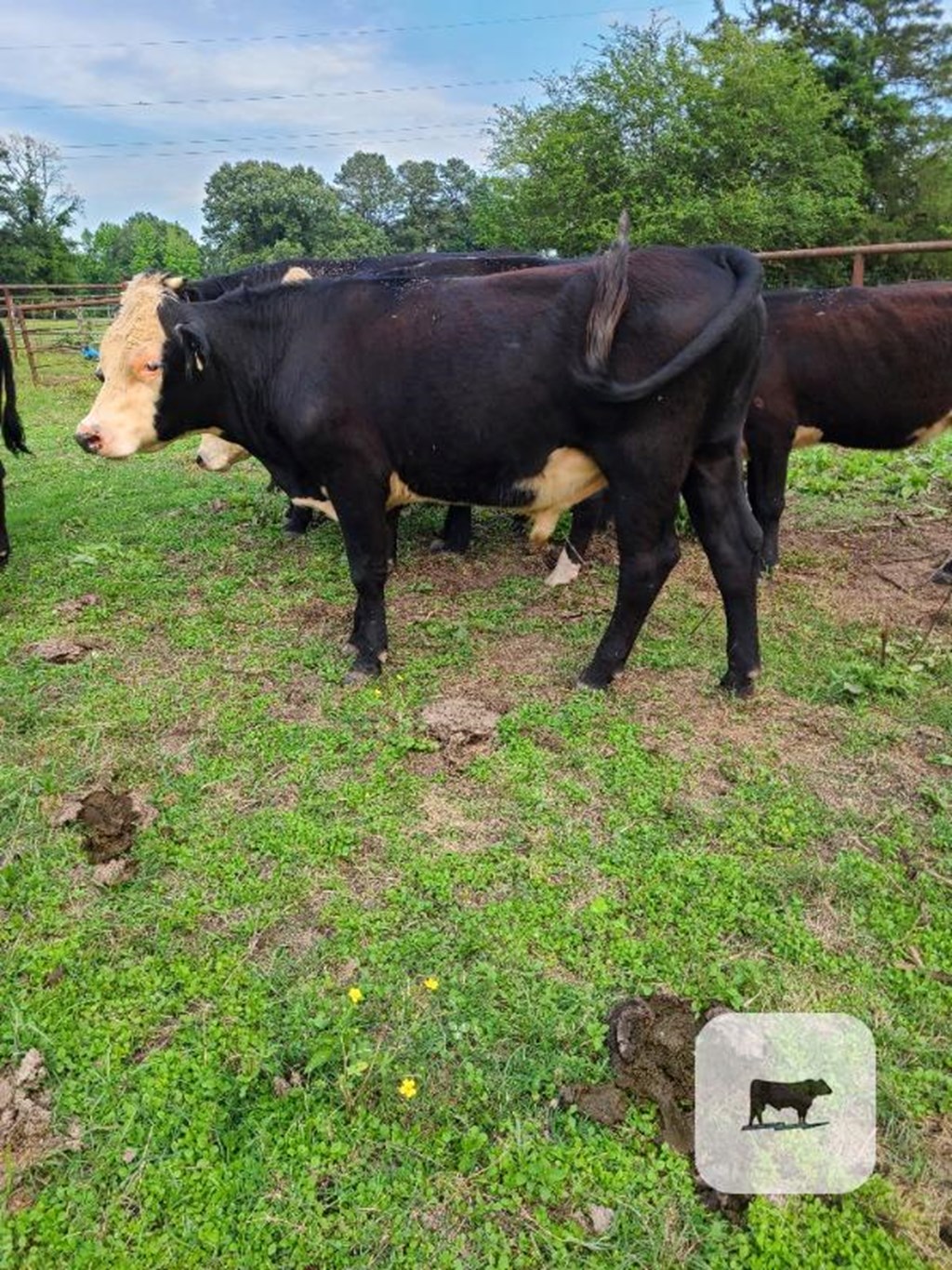 Cattle Range Listing Photo