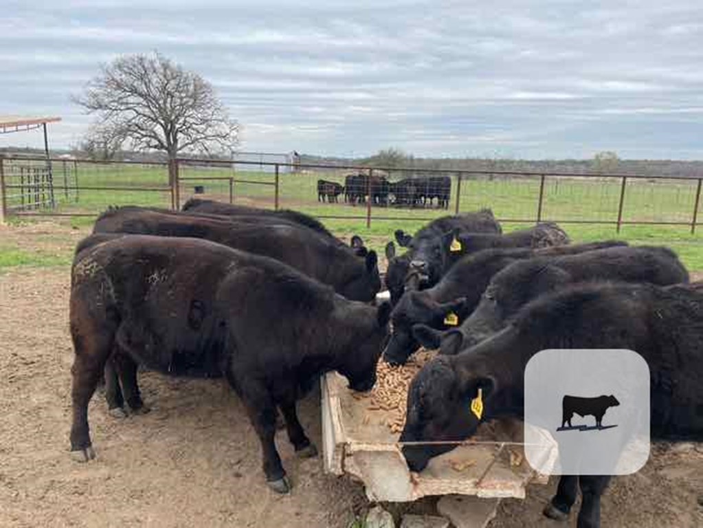 Cattle Range Listing Photo