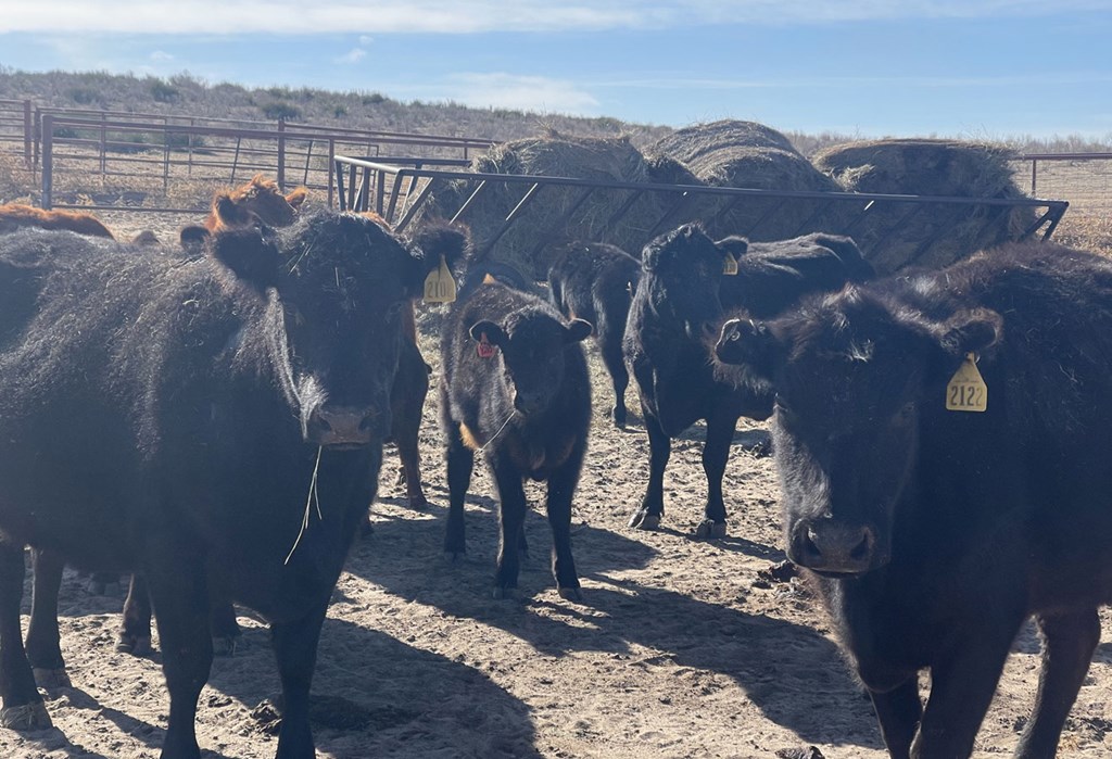Cattle Range Listing Photo