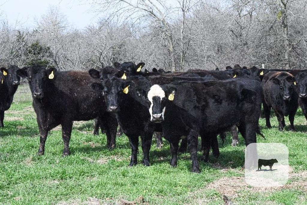 Cattle Range Listing Photo