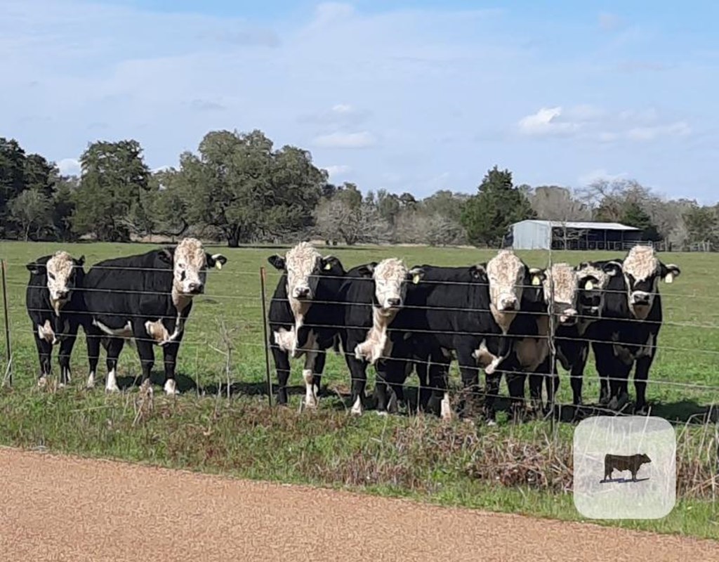 Cattle Range Listing Photo