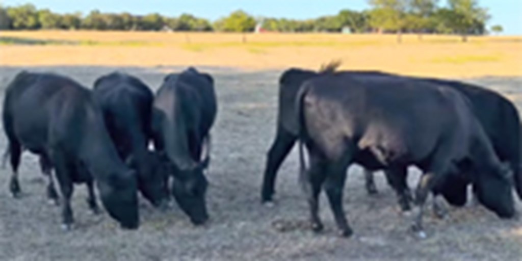 9 Angus 1st-Calf Pairs... Northeast TX ~ FD