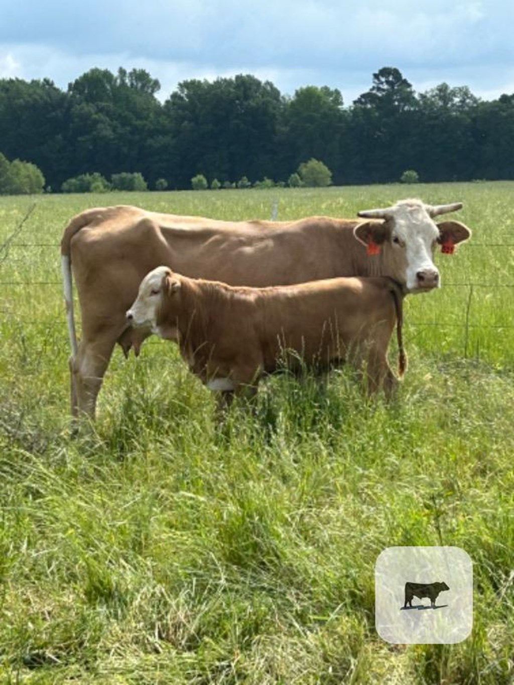 Cattle Range Listing Photo