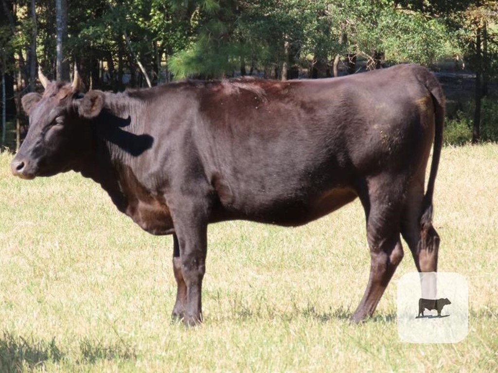Cattle Range Listing Photo