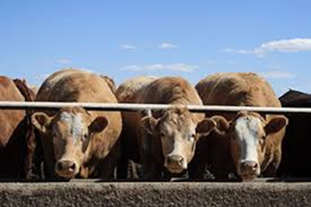 United States Cattle on Feed Up 1 Percent