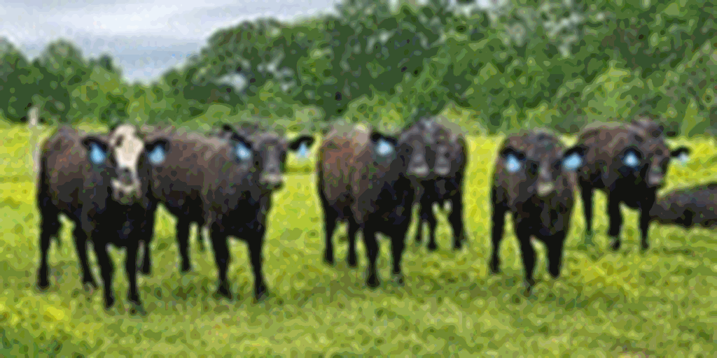 67 Angus & Black Baldy Bred Heifers... Central AR