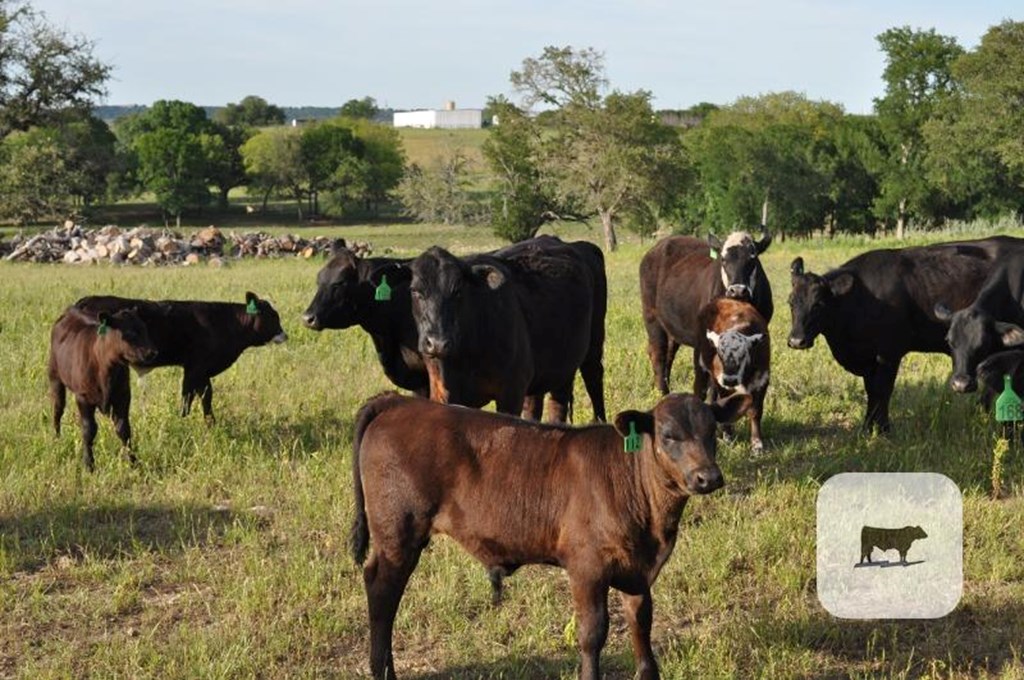 Cattle Range Listing Photo