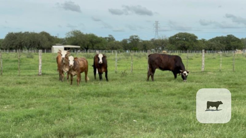 Cattle Range Listing Photo