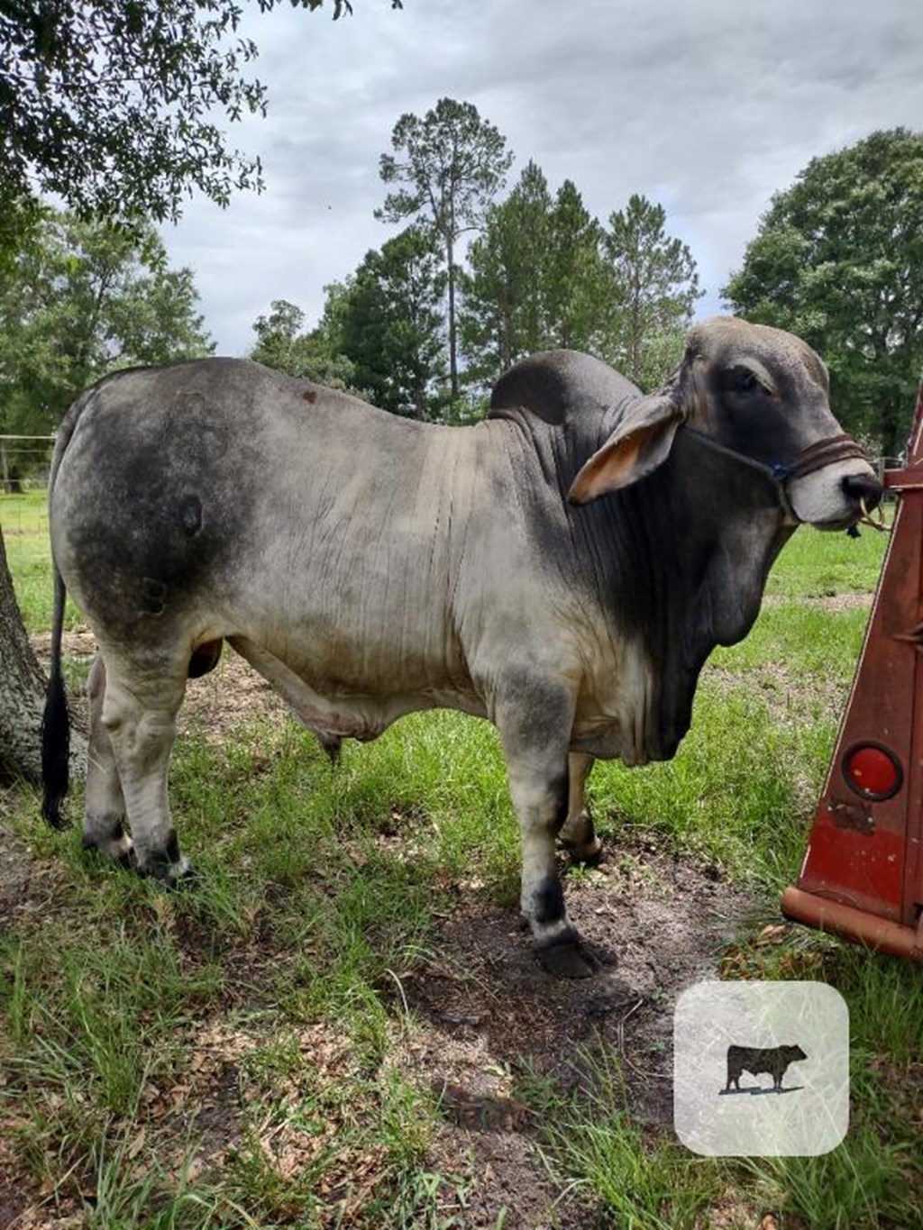 Cattle Range Listing Photo