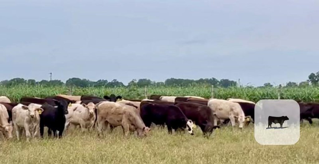91 Angus, Angus Cross, Charolais & Charolais Cross Stocker Steers