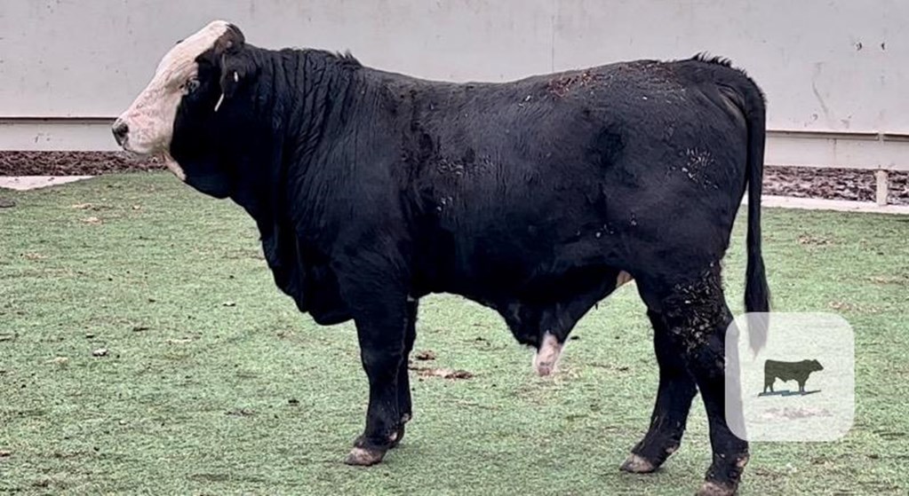 Cattle Range Listing Photo