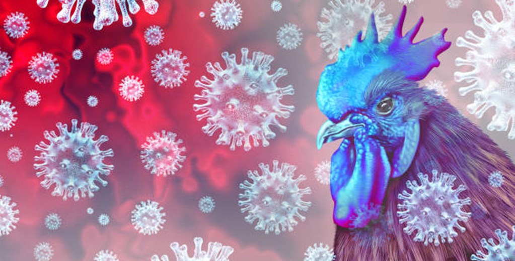 Zoetis Receives Conditional License From USDA For Avian Influenza Vaccine
