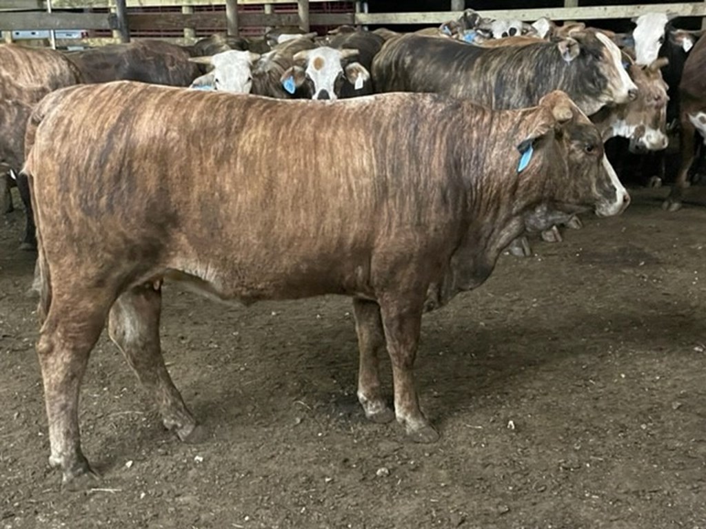 Cattle Range Listing Photo
