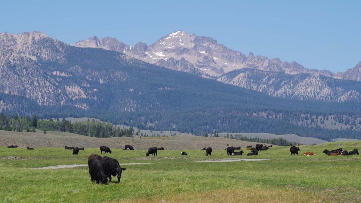 Environmental Group outbids Rancher for Idaho Grazing Lease
