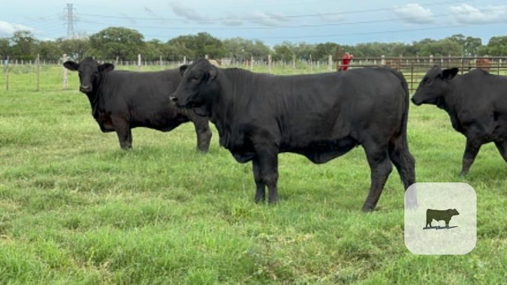 Cattle Range Listing Photo