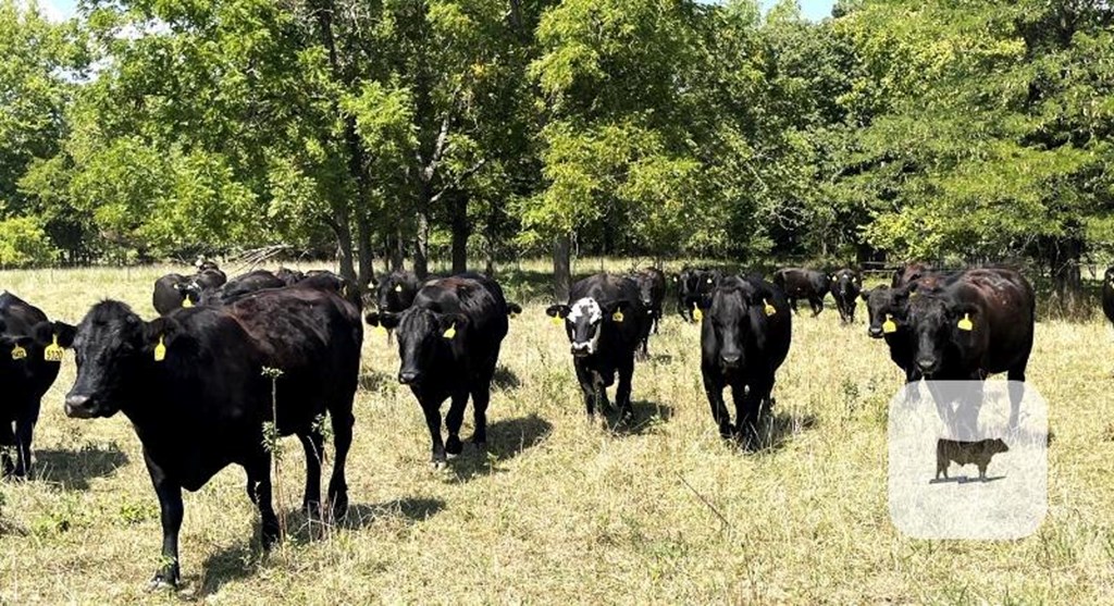 Cattle Range Listing Photo 3