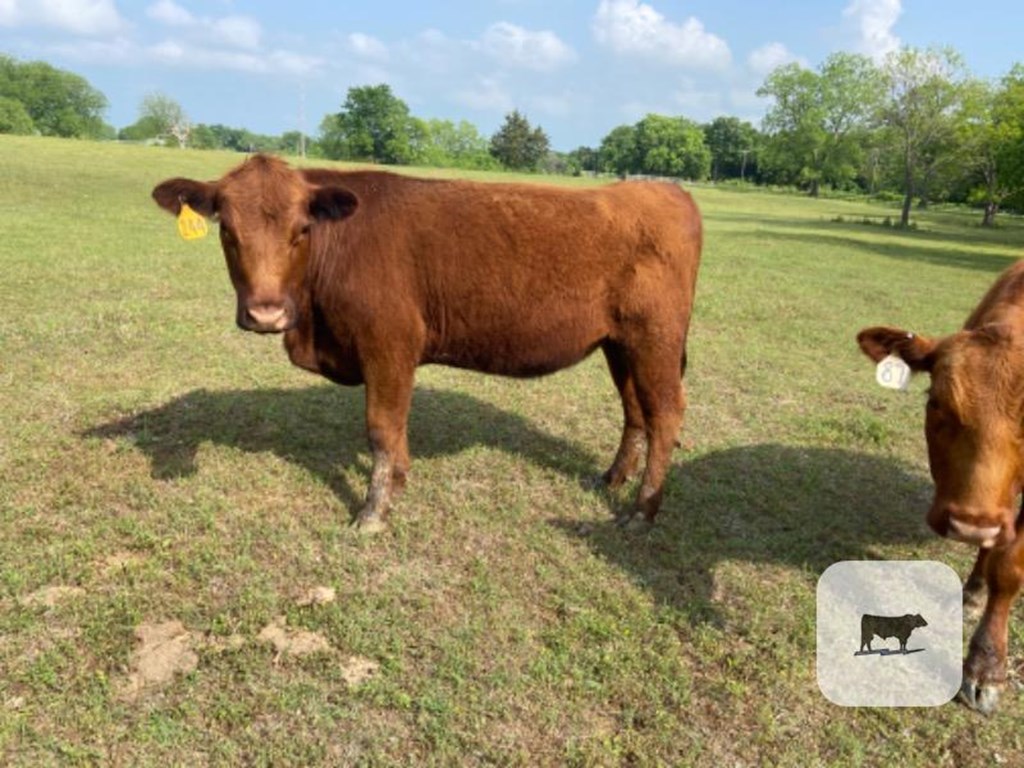 Cattle Range Listing Photo