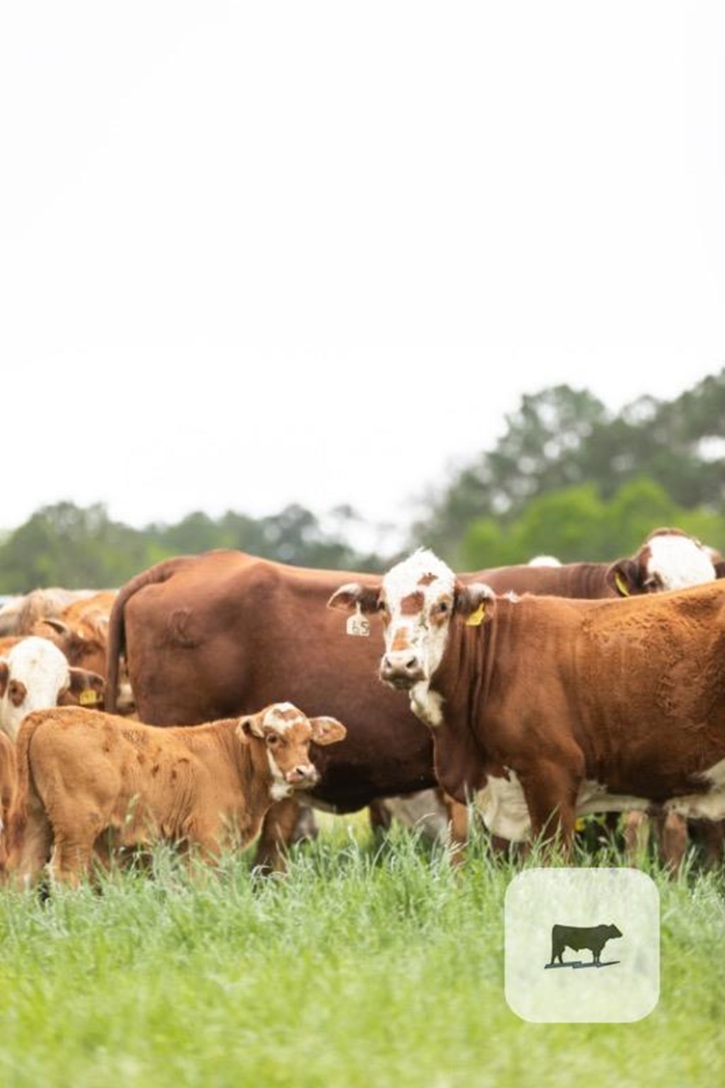 Cattle Range Listing Photo
