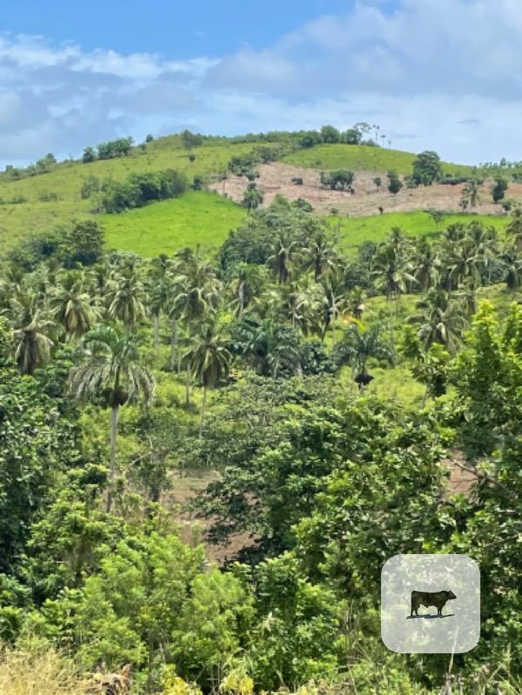 100 Acre Cattle Ranch... Dominican Republic Cattle Range
