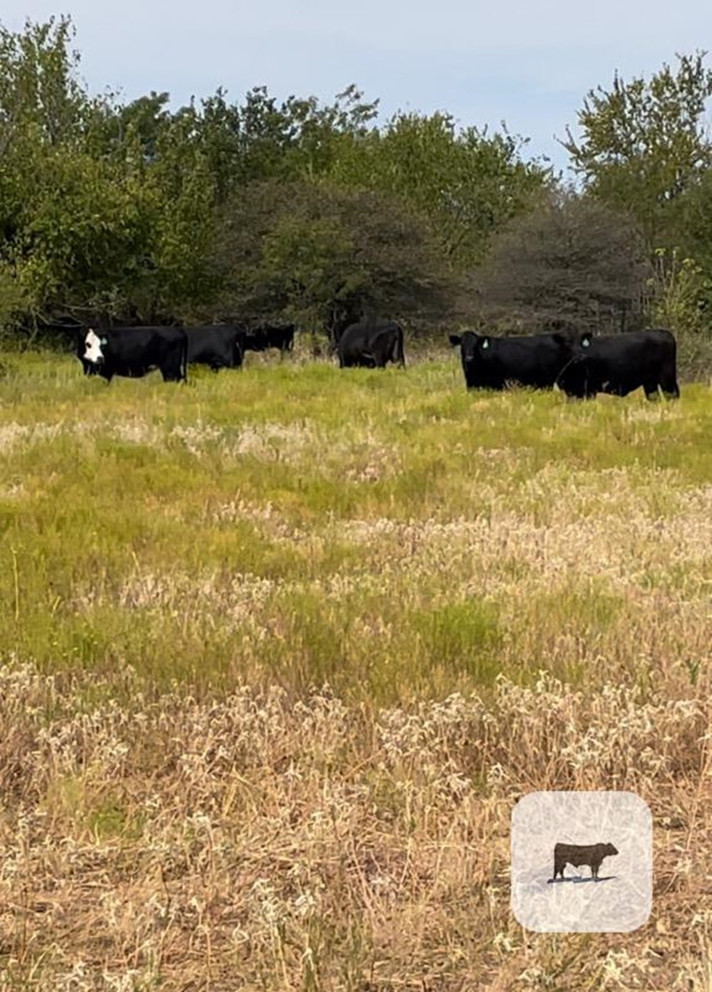 Cattle Range Listing Photo