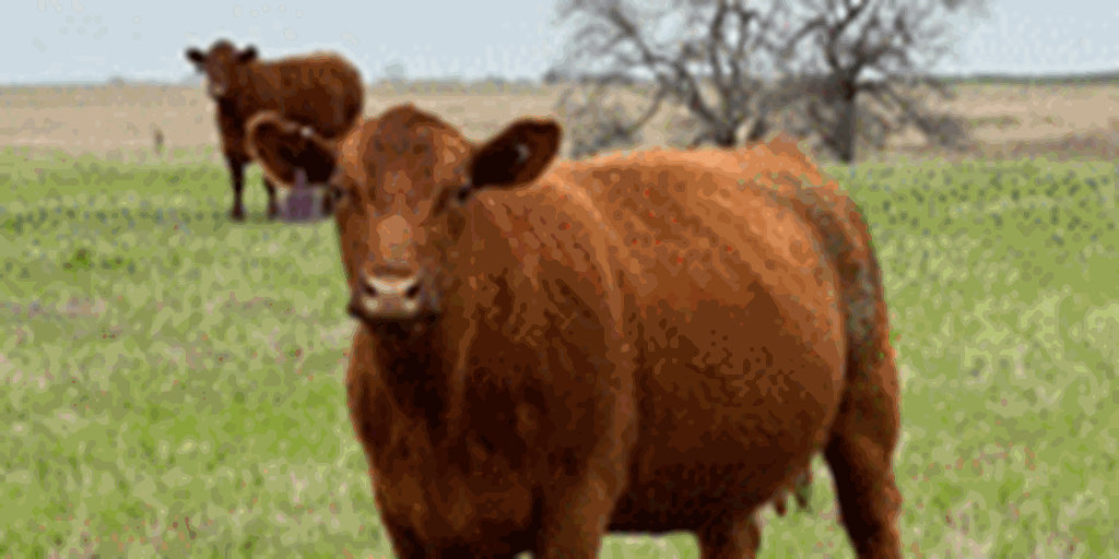 9 Red Angus/Simmental Pairs... Southwest OK