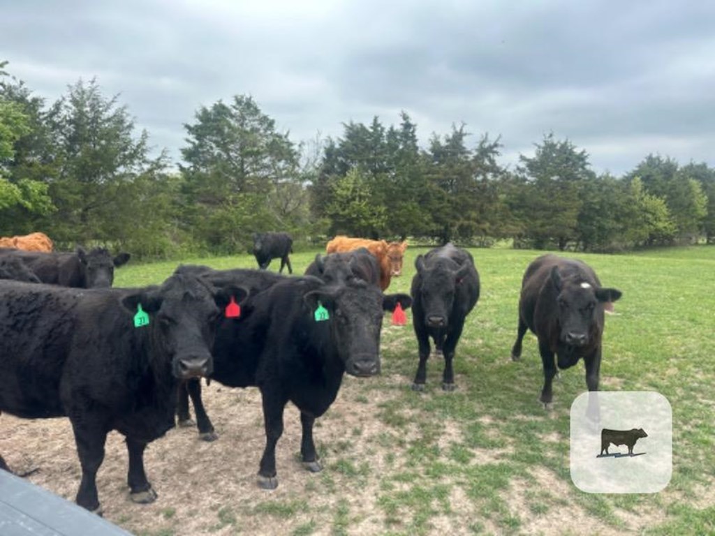 Cattle Range Listing Photo