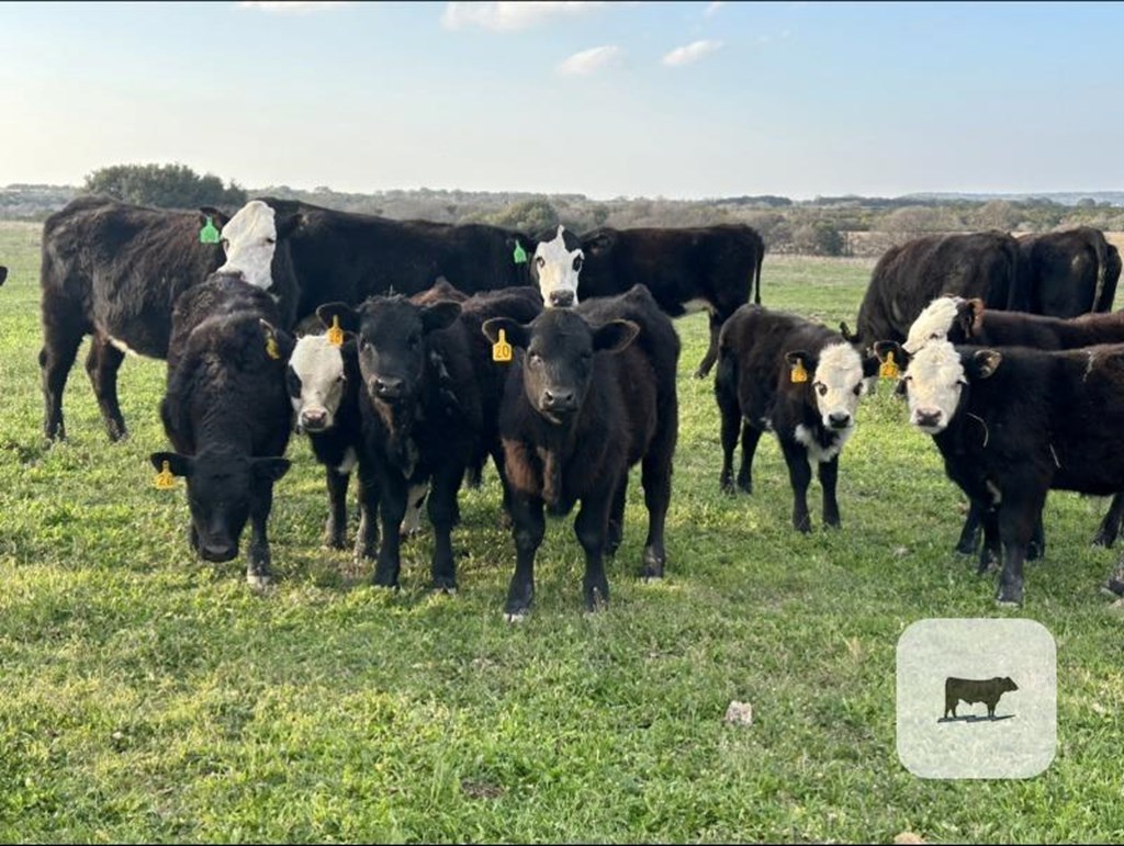 Cattle Range Listing Photo