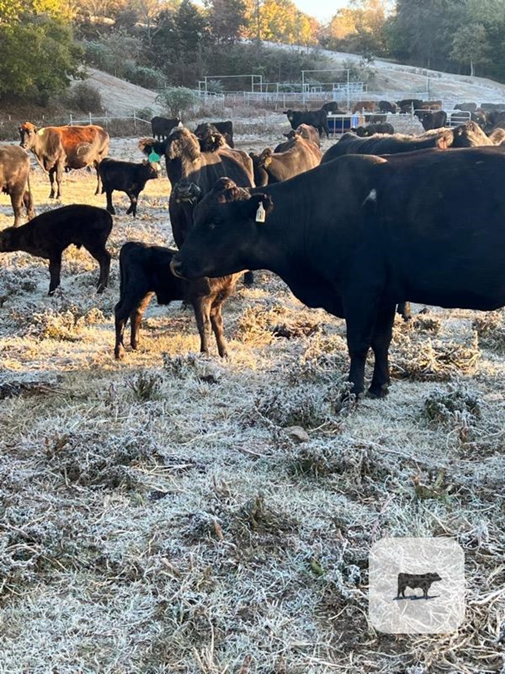 Cattle Range Listing Photo