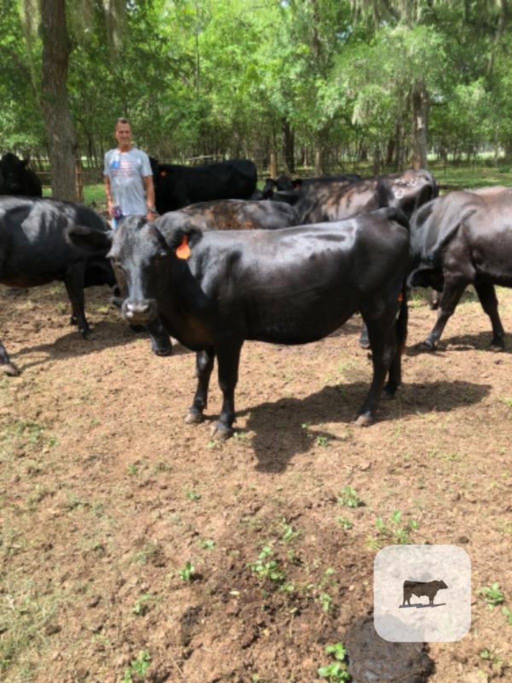 Cattle Range Listing Photo