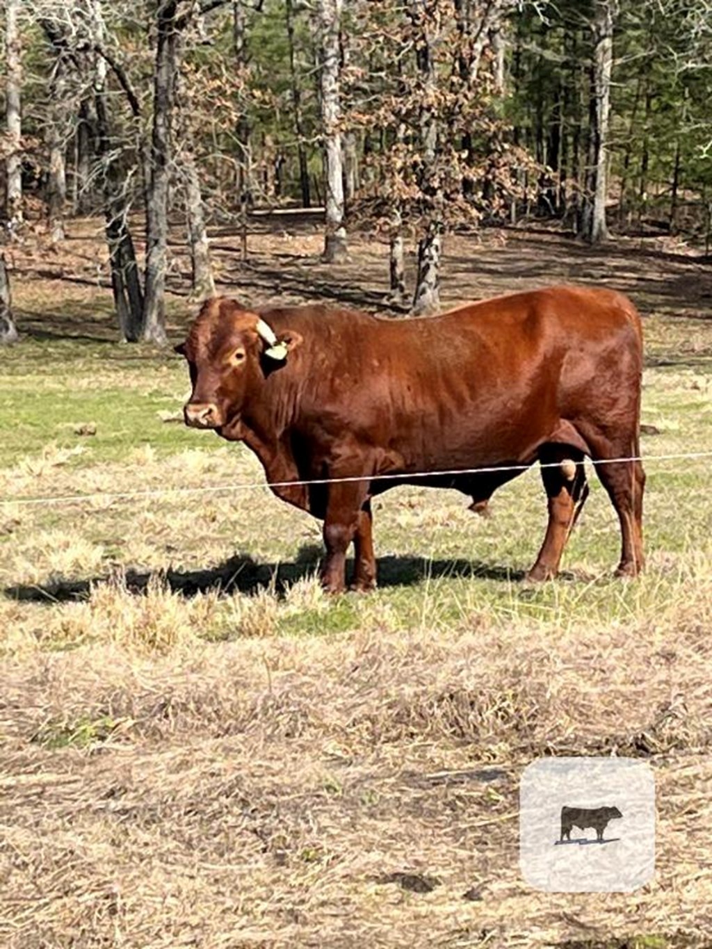 Cattle Range Listing Photo
