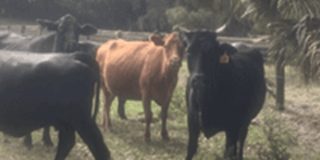 15 Crossbred Cows w/ 5+ Calves... Northern FL