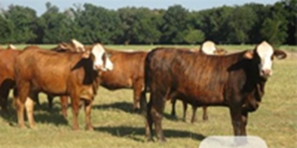 23 Tigerstripe Bred Heifers... Northeast LA
