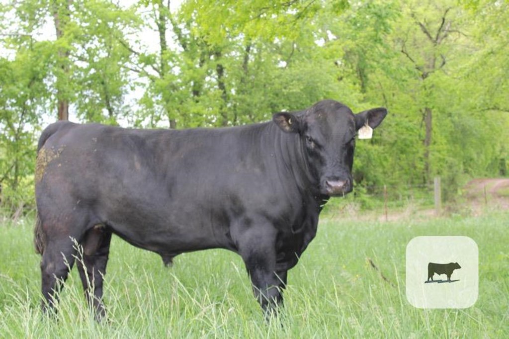 Cattle Range Listing Photo
