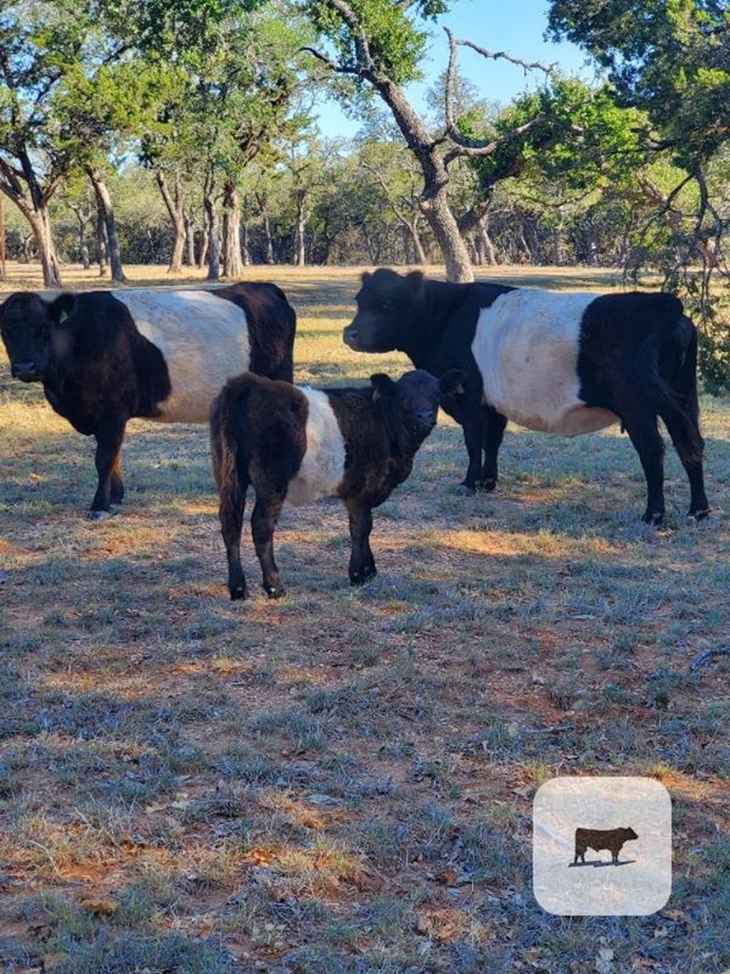 Cattle Range Listing Photo