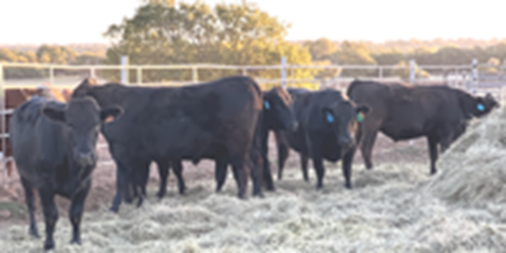 120	Black Wagyu Bulls... Southwest OK