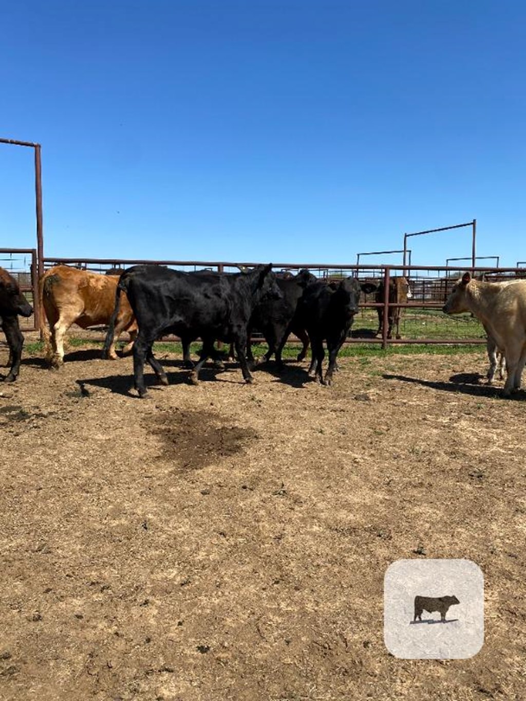 Cattle Range Listing Photo