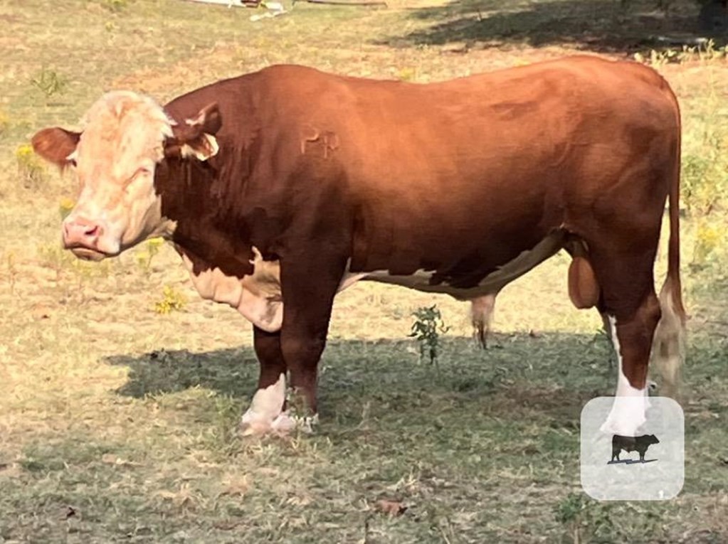 Cattle Range Listing Photo