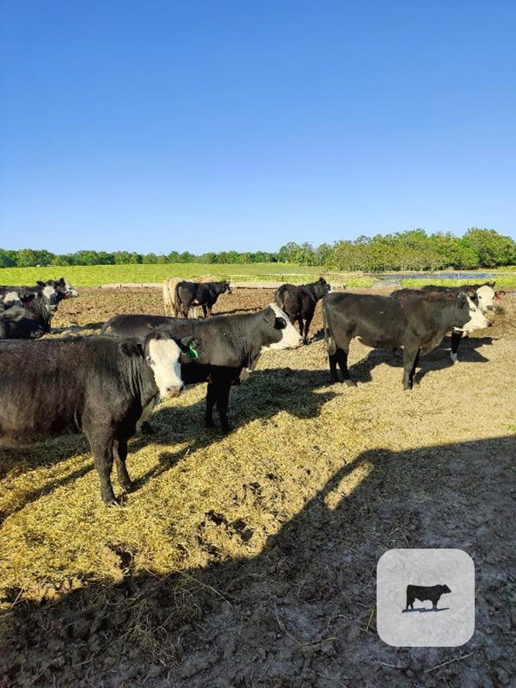 Cattle Range Listing Photo